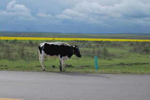 公路边黑白花奶牛