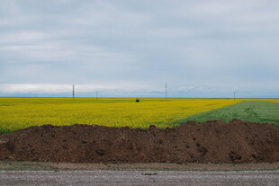 田野间的黄绿双色风景