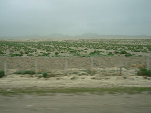 荒漠中的低矮植被与围栏