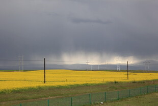 草原上的乌云与金黄花田