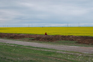 田野中的灿烂油菜花田