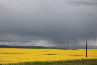 金黄油菜田与阴沉天空