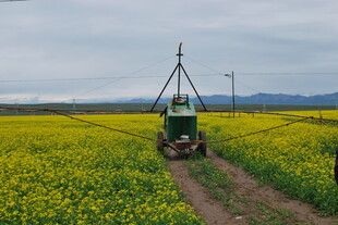田野中的农机穿行于花海