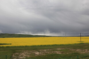金黄油菜田与阴沉天空
