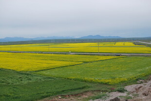 金黄油菜田的田园风光