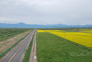 公路旁的绚烂油菜花海