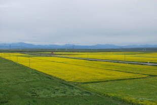 春日田野油菜花景观