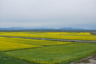 春日田野间的油菜花海