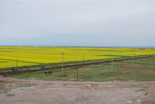 金黄油菜田 田园风光美