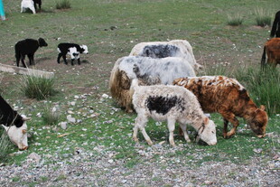 草原上的牛羊群