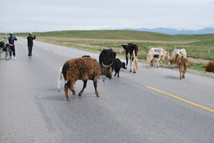 公路上牛群悠闲漫步