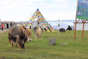 草原上的牦牛与彩色经幡