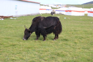 草原上的黑色牦牛