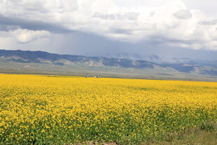 金黄花海与远方山峦