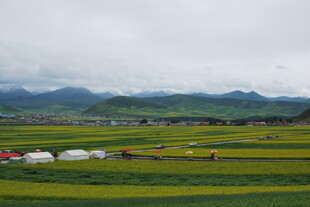草原风光中的多彩帐篷