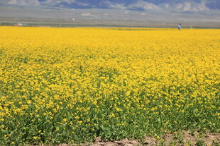 金黄油菜花田美景