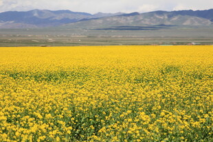 金黄油菜花海 远山为伴