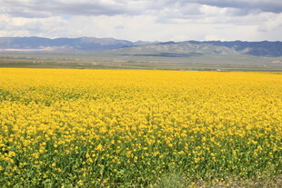 金黄油菜花海 广袤原野景