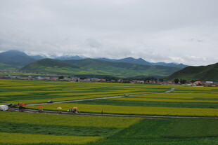 田园油菜花田与远山美景