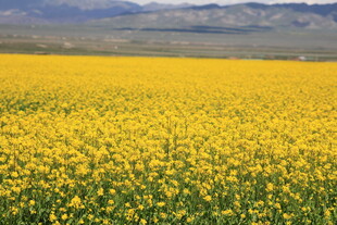 金黄油菜花田的壮美风光