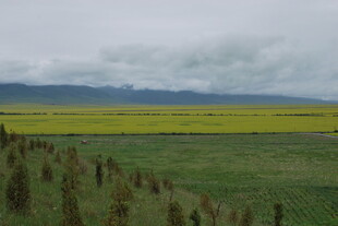 草原上的黄绿相间美景