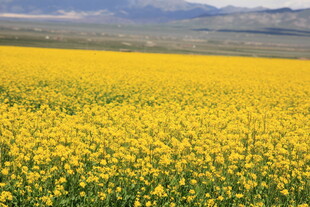 金黄油菜花田 田园美景