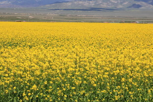金黄油菜花海田园美景