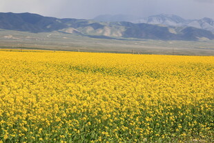 金黄花海绽于辽阔天地间