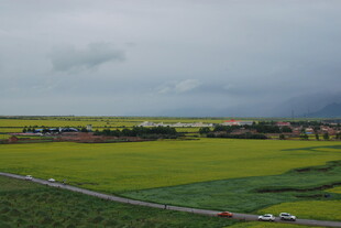 田野风光 黄绿相间的美景