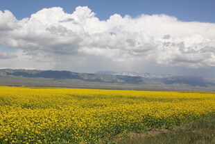金黄花海与蓝天白云美景
