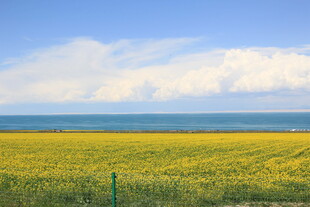 金黄花海与辽阔大海美景