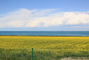 金黄花海与碧海蓝天美景