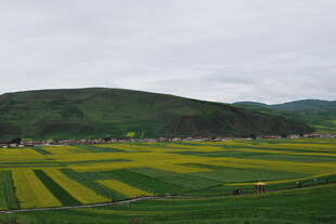 黄绿相间的田野风光