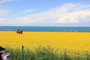 金黄田野中的农忙景象