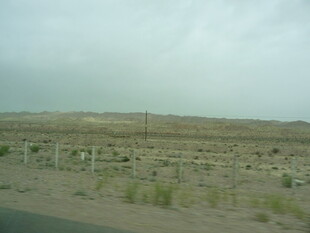 荒漠公路旁的稀疏植被