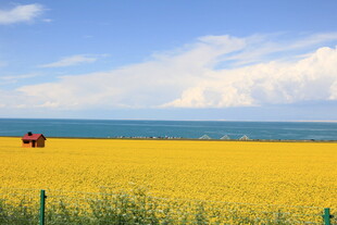金黄油菜田与远处海景