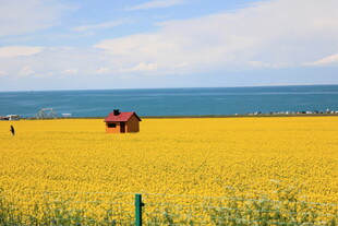 金黄花田中的海边小屋