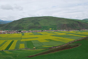田园风光中的绚烂油菜花田