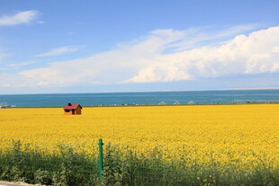金黄花海中的红色拖拉机