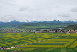 田园风光 黄绿农田与远山