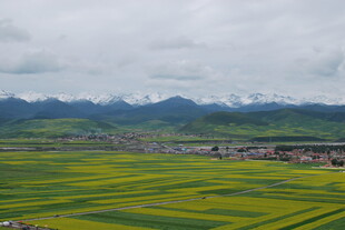 高原油菜花海与远山美景