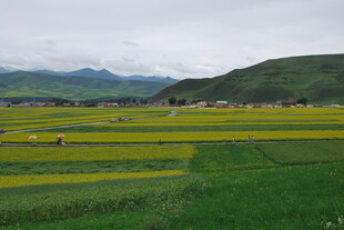 田园风光中的多彩农田