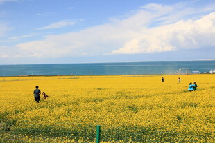 金黄花海旁的海边风光