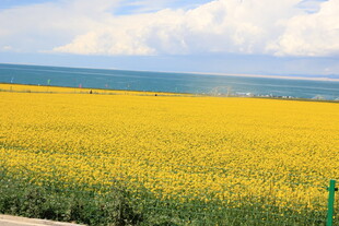 金黄油菜花海田园美景