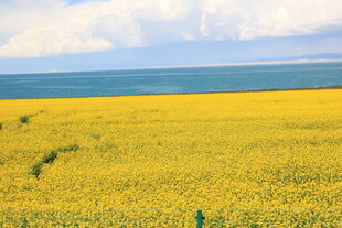 金黄油菜田与辽阔海景