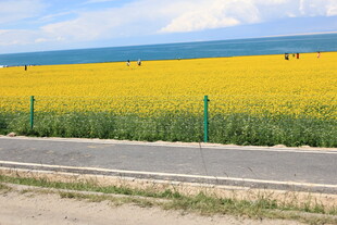 海边油菜花海亮丽风景
