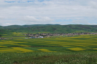 田园油菜花海乡村美景