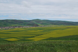 金黄油菜田 田园好风光