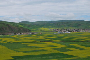 田园风光 黄绿相间的田野美景