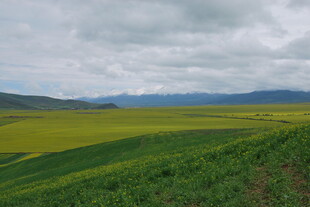 草原上的黄绿相间美景
